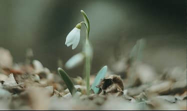 Génie écologique