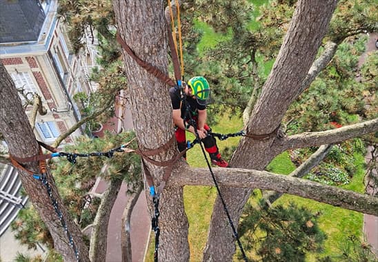Taille et soin des arbres